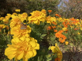 �����񍐎ʐ^